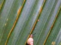Endemische Schnecke Pachnodus praslinus im Vallée de Mai - Praslin